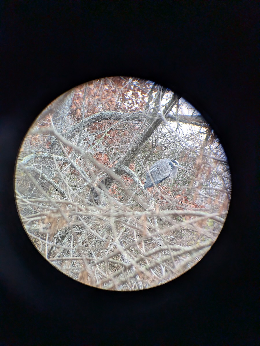 Great Blue Heron - ML646353812