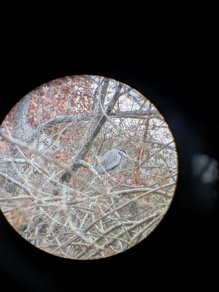 Great Blue Heron - ML646353813