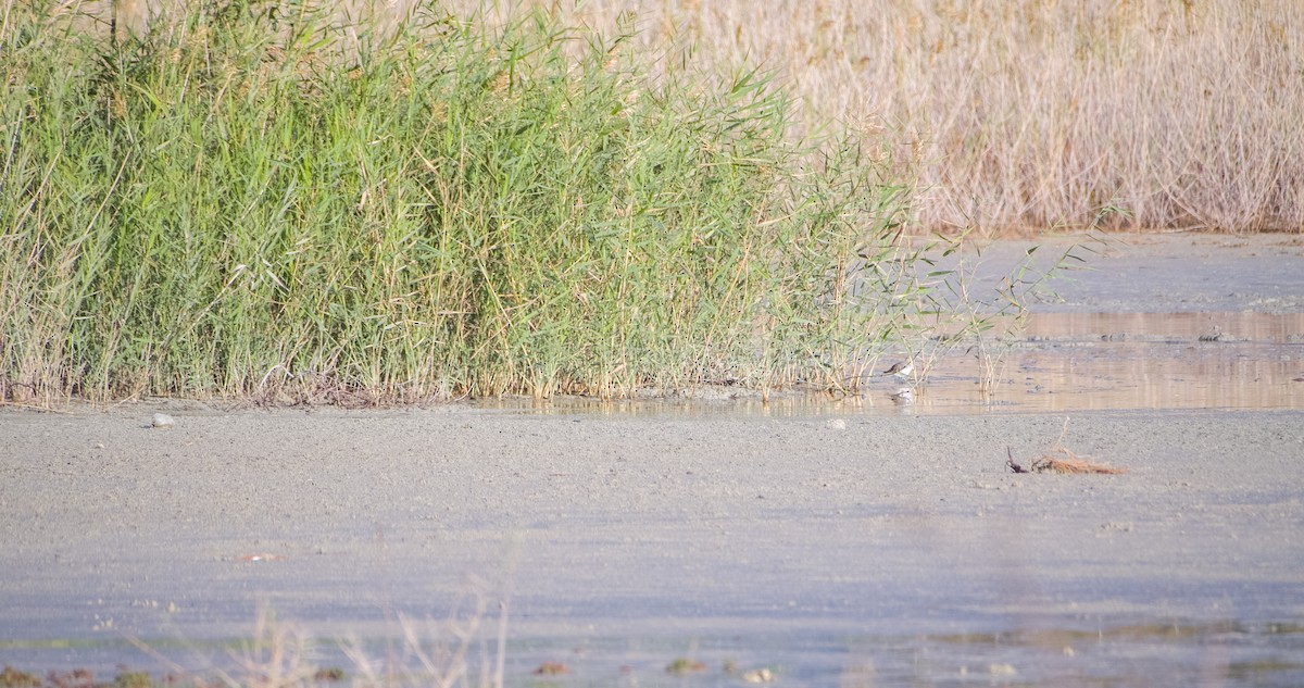 Dunlin - ML646353814