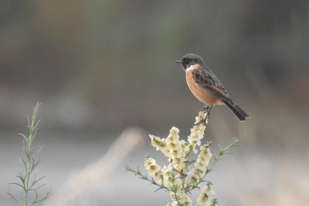European Stonechat - ML646353819