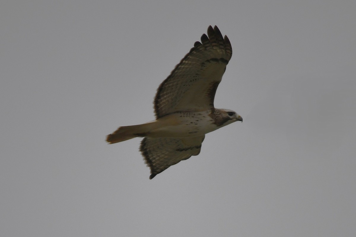 Red-tailed Hawk - ML646353820