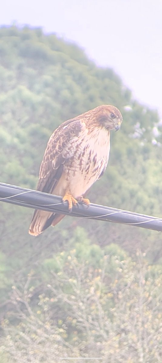Red-tailed Hawk - ML646353821