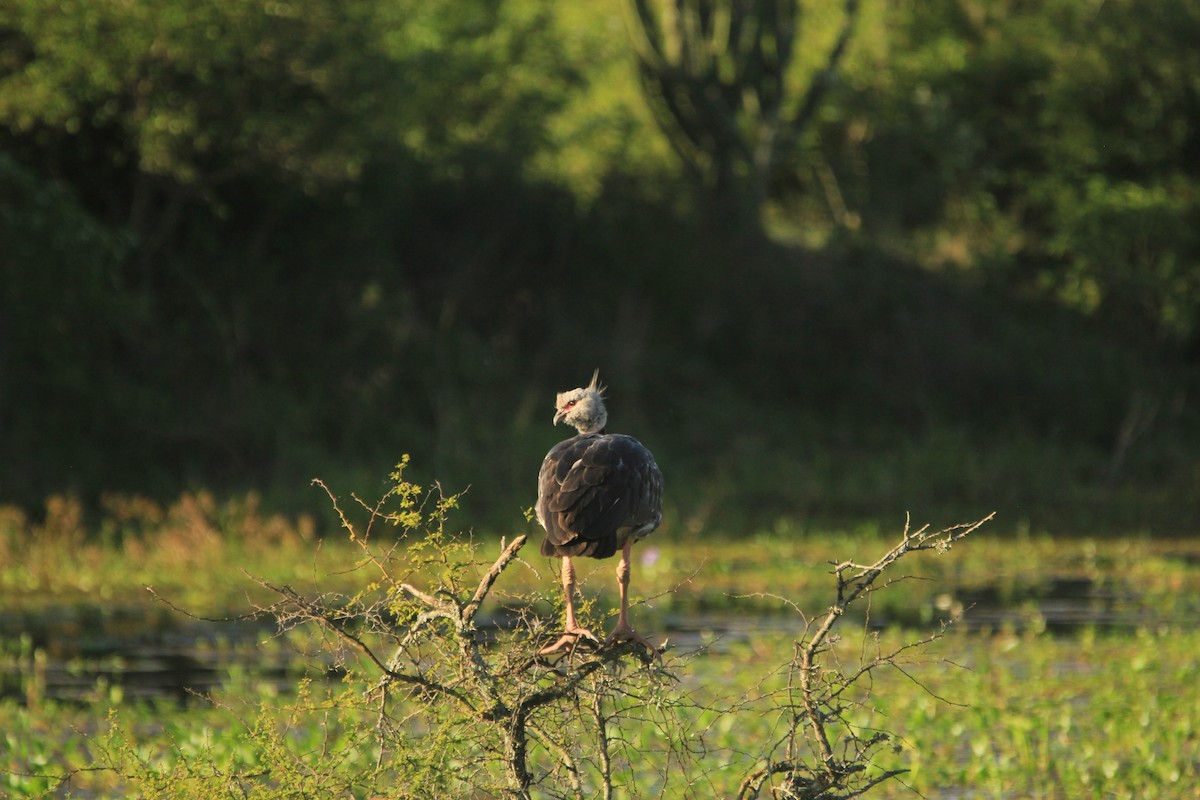 Southern Screamer - ML646353826