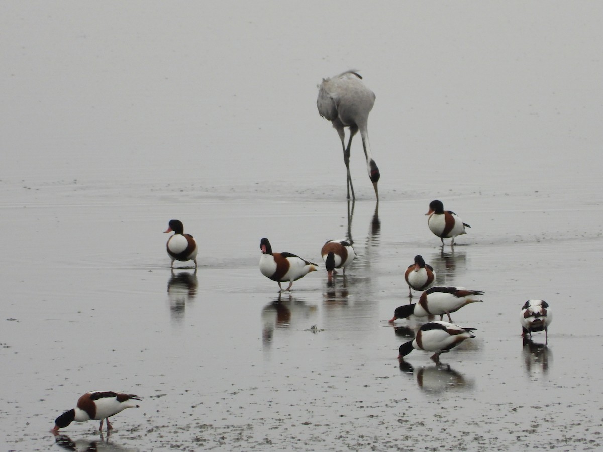 Common Shelduck - ML646353828