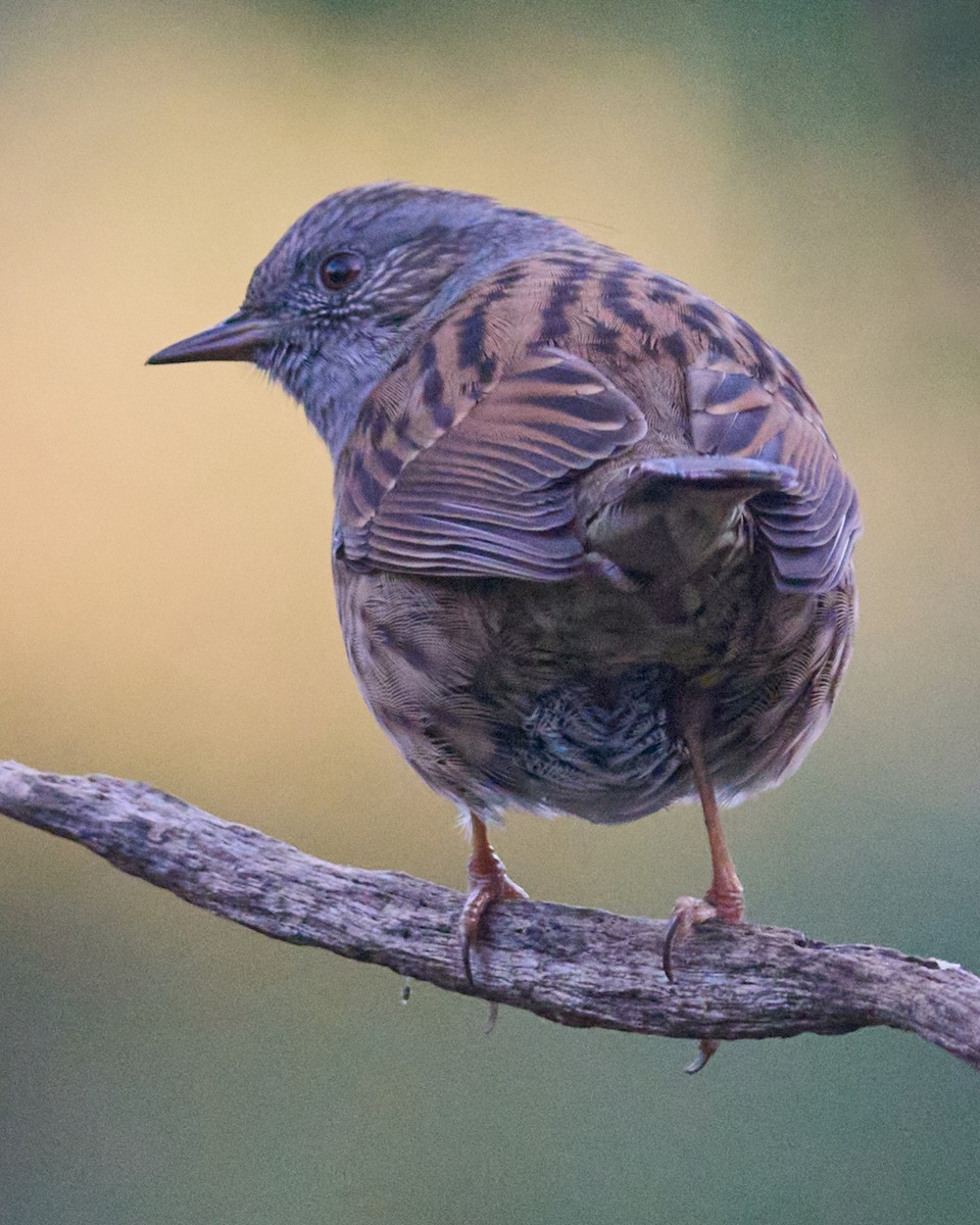 Dunnock - ML646353829