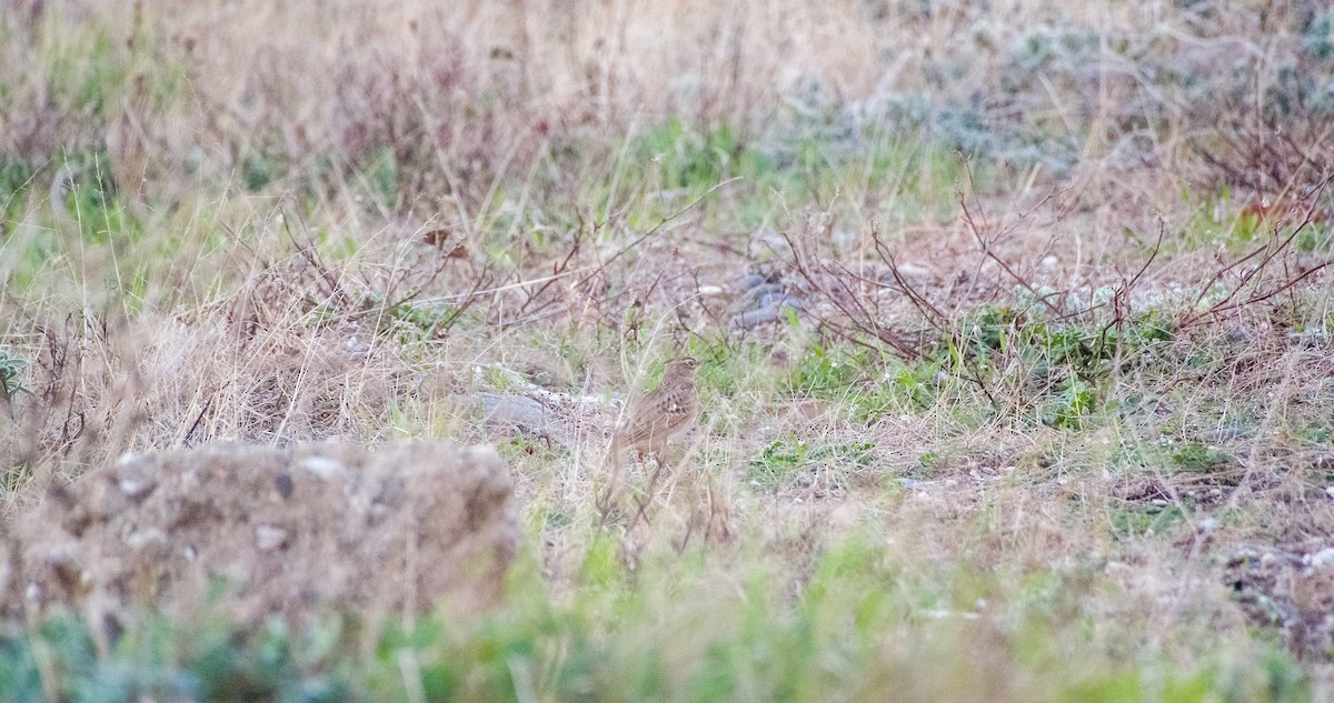 Crested Lark - ML646353830