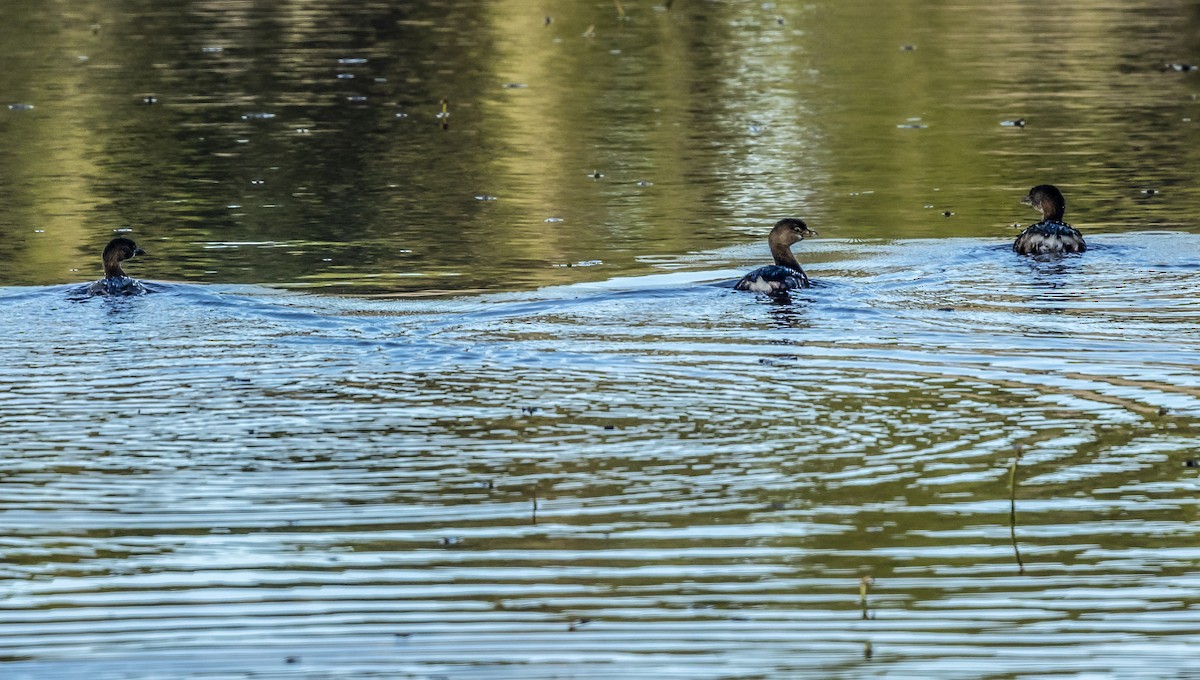 Zampullín Picogrueso - ML646353832