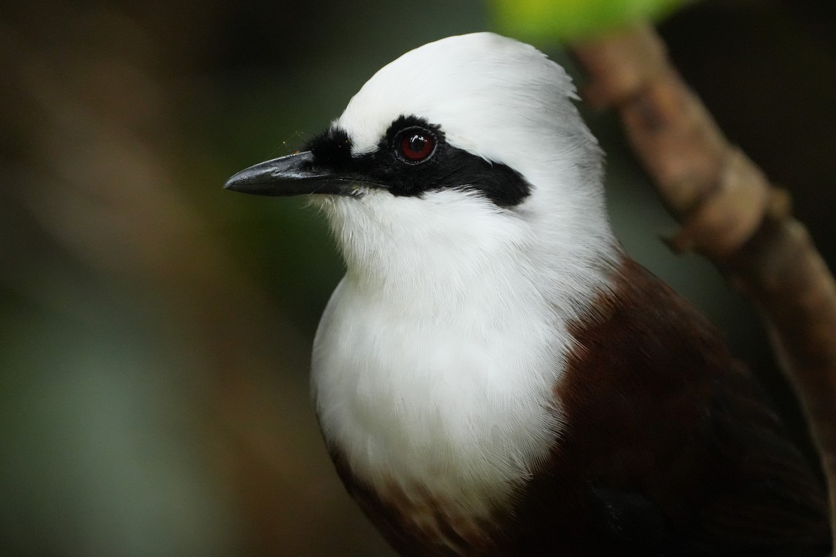 White-crested Laughingthrush - ML646353833