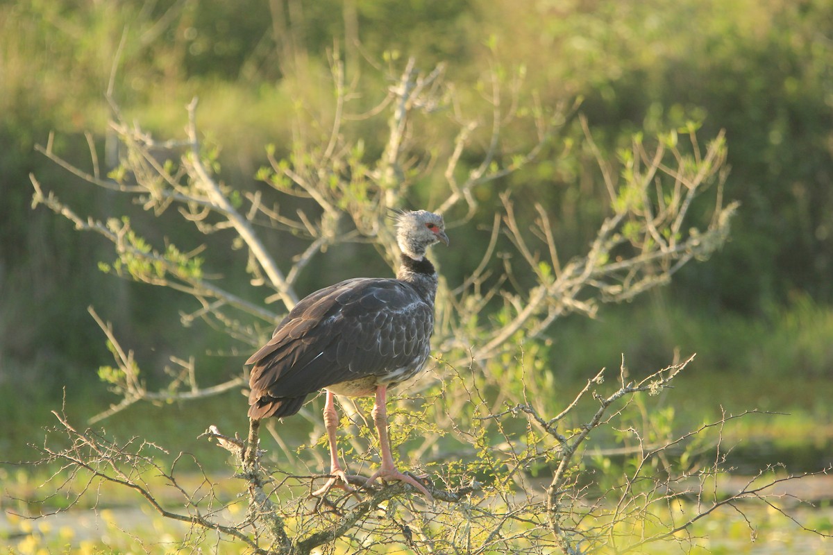 Southern Screamer - ML646353834