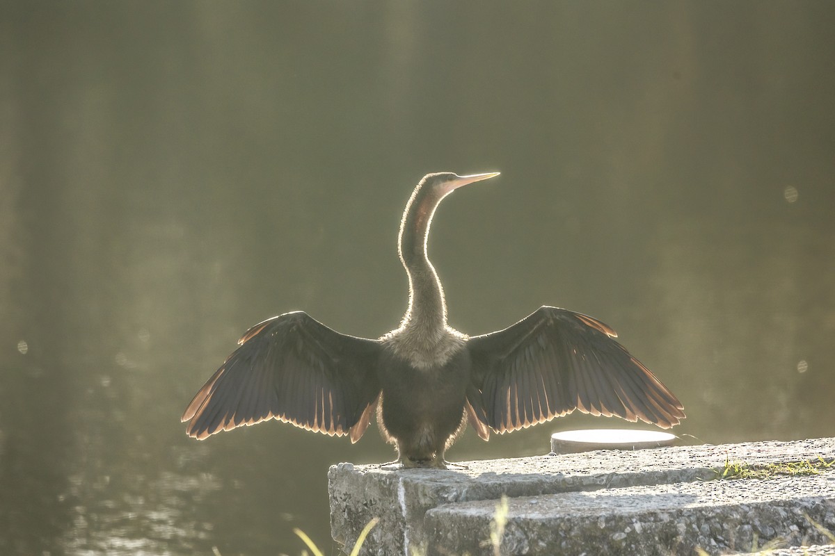 Anhinga Americana - ML646353835