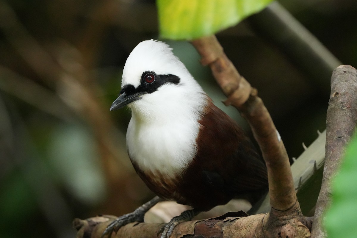 White-crested Laughingthrush - ML646353836
