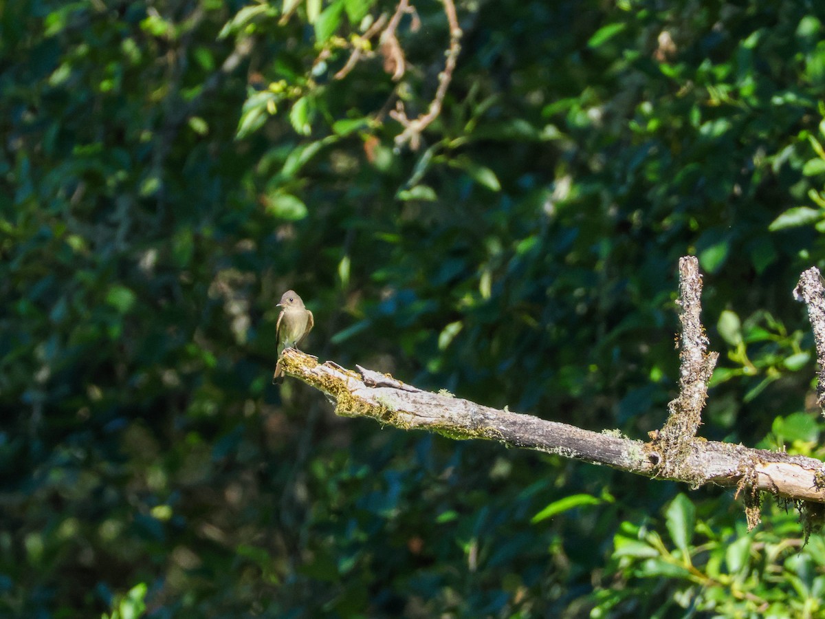 Willow Flycatcher - ML646353837