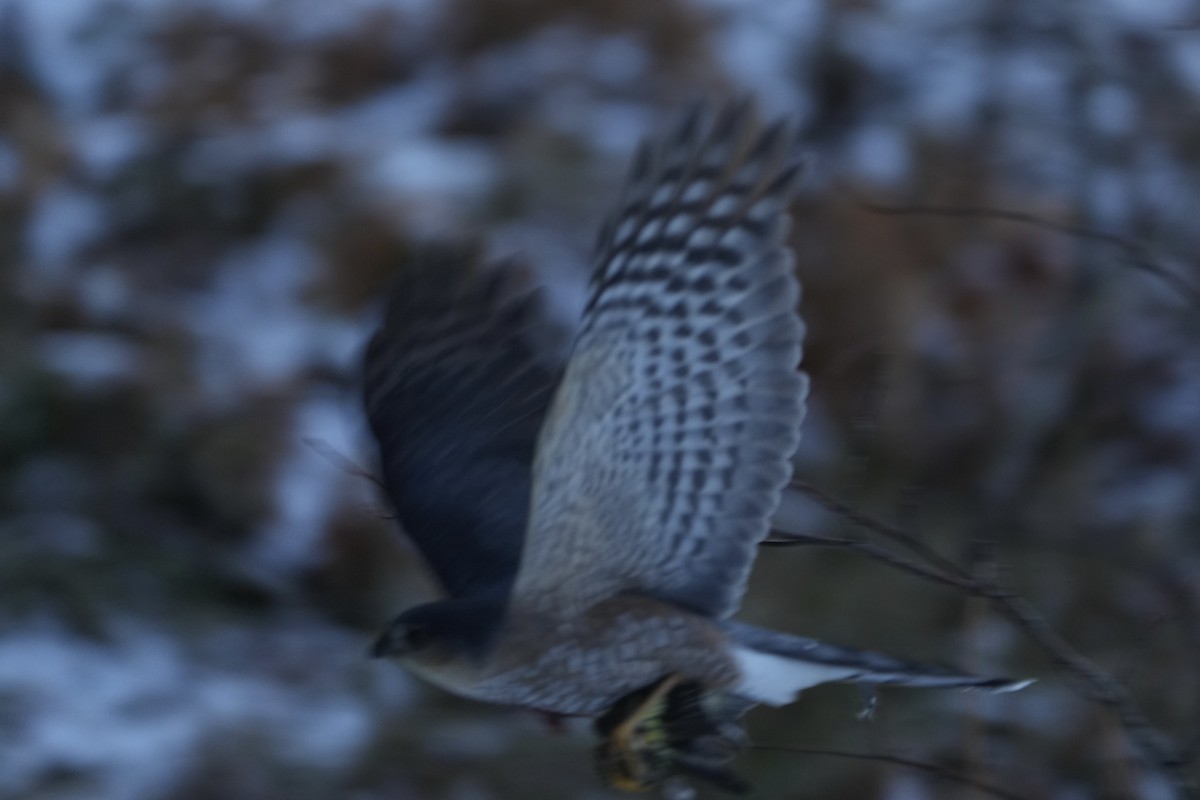 Sharp-shinned Hawk - ML646353838