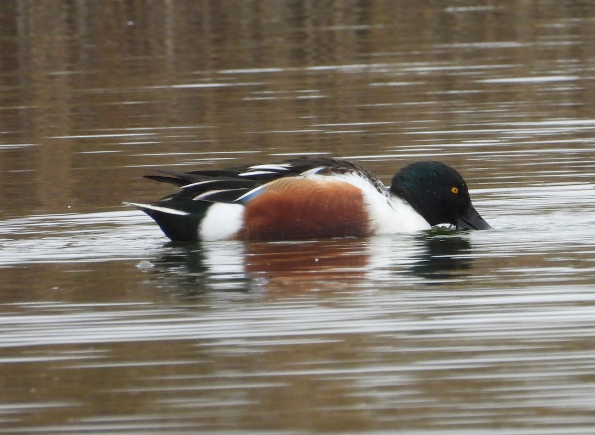 Northern Shoveler - ML646353840