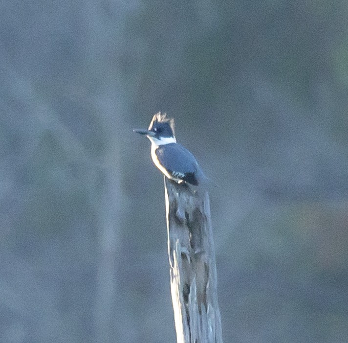 Martín Gigante Norteamericano - ML646353841