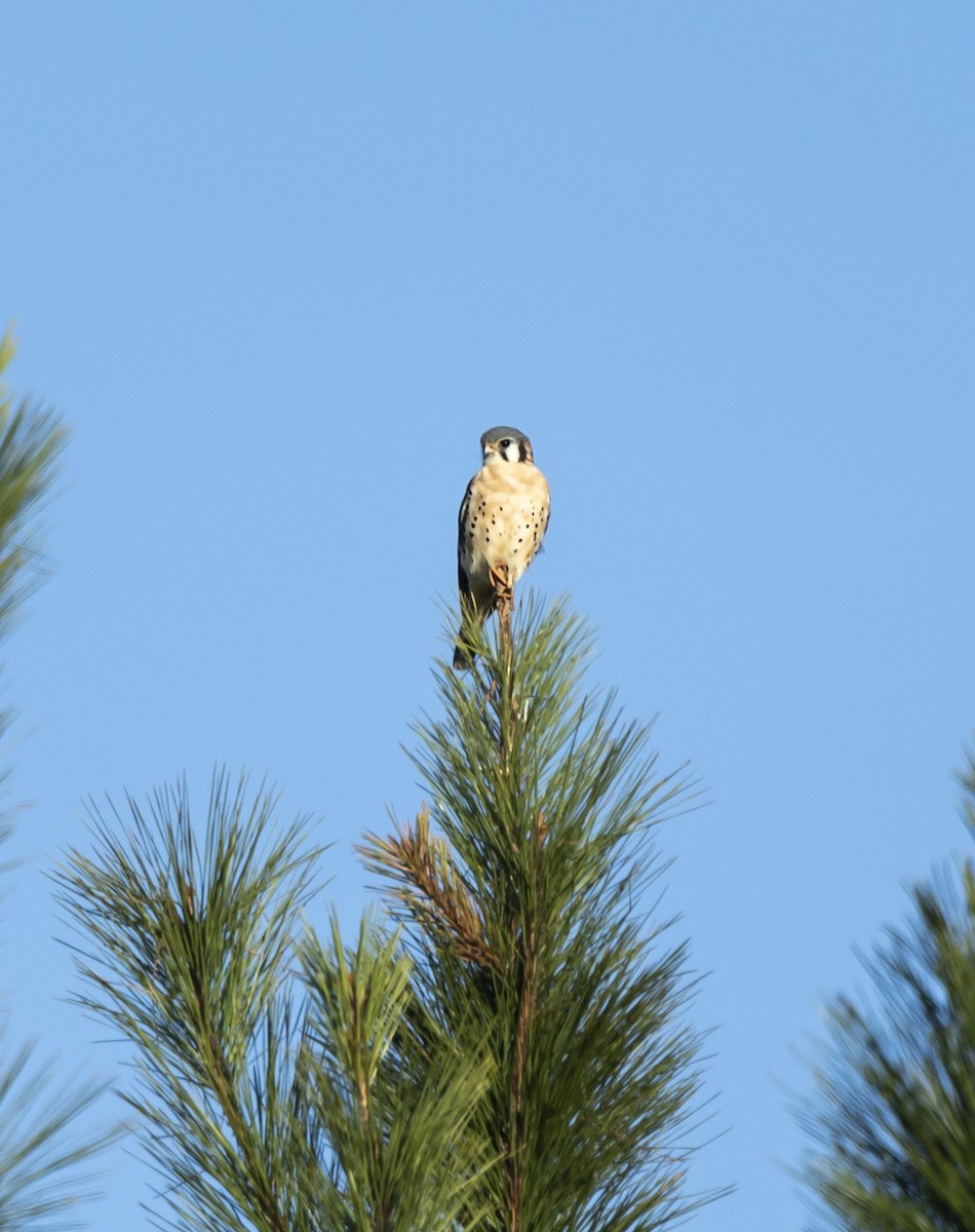 Cernícalo Americano - ML646353842