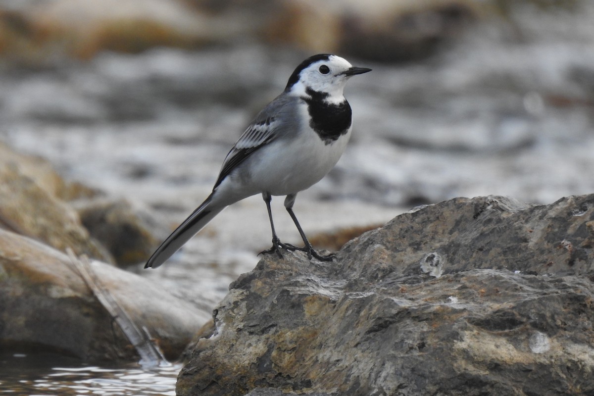 White Wagtail - ML646353843