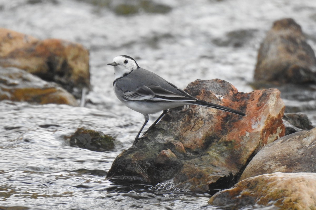 White Wagtail - ML646353844