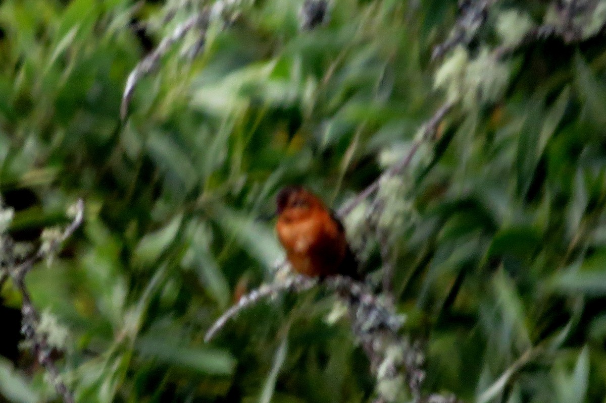 Shining Sunbeam - ML646353854