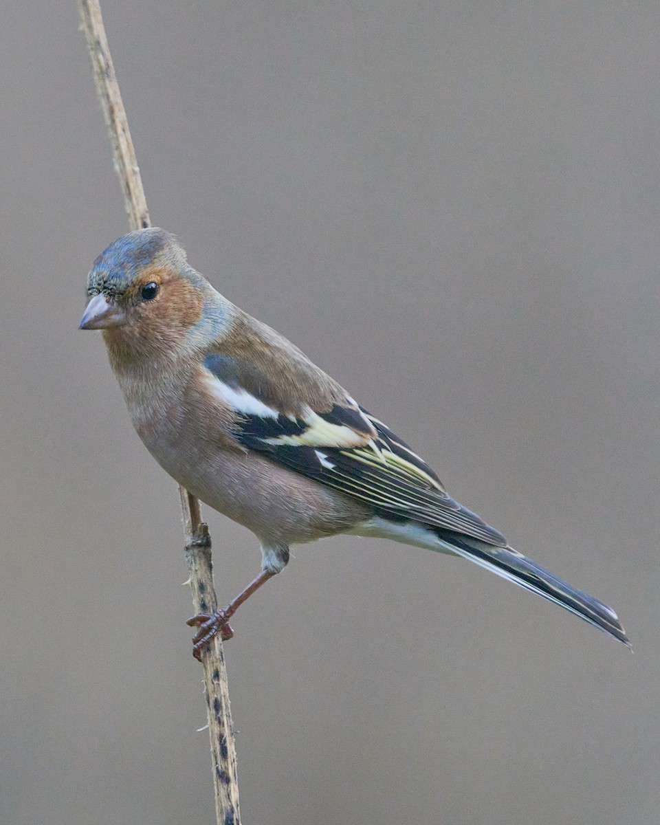 Fringuello - ML646353855