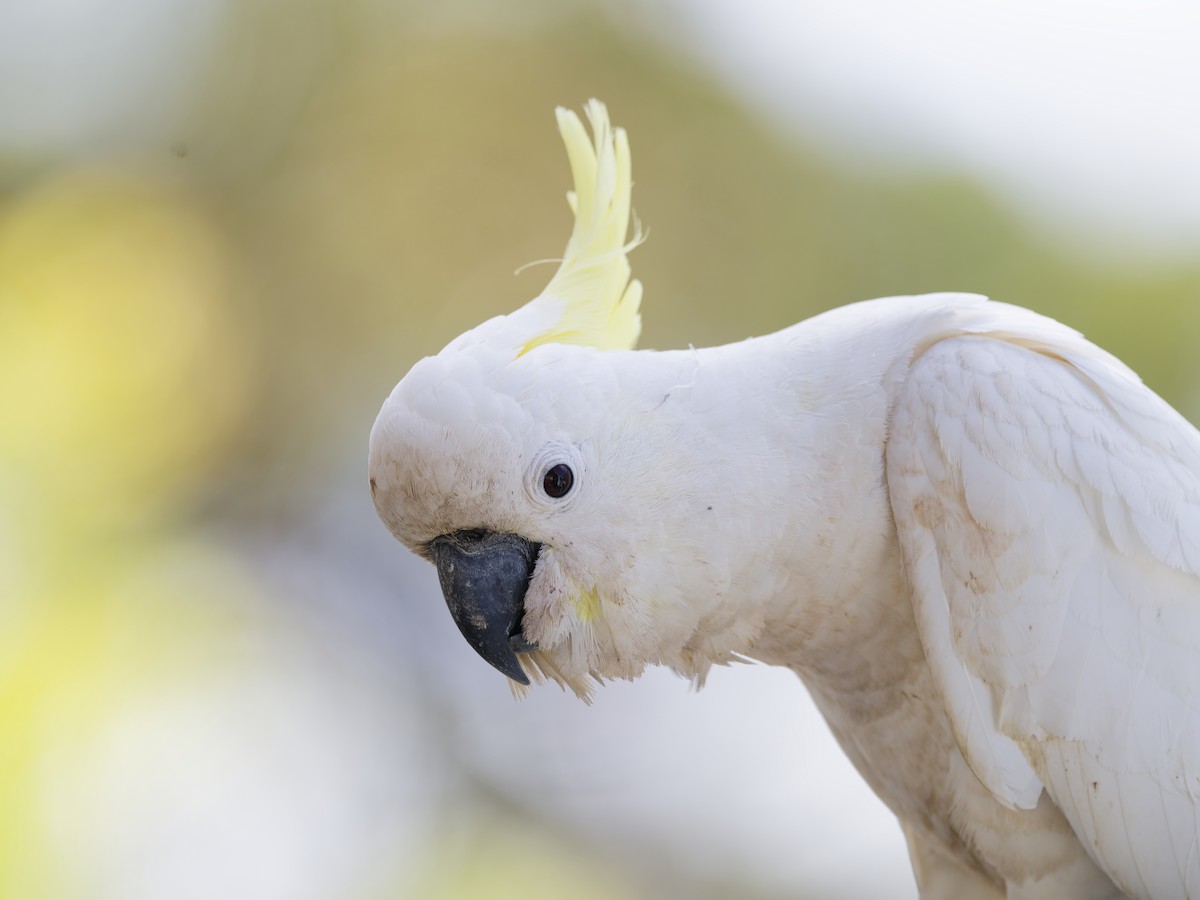 Sulphur-crested Cockatoo - ML646353856