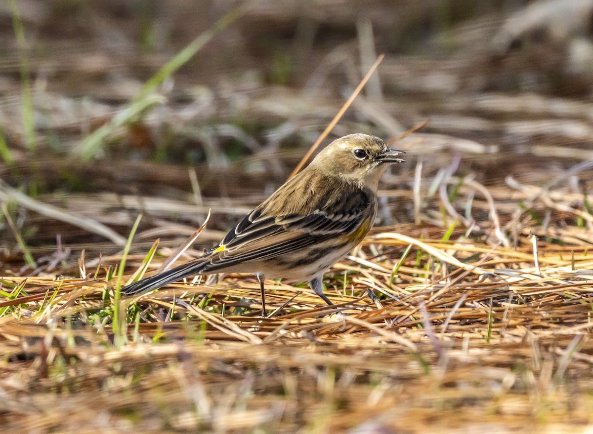 Reinita Coronada - ML646353857