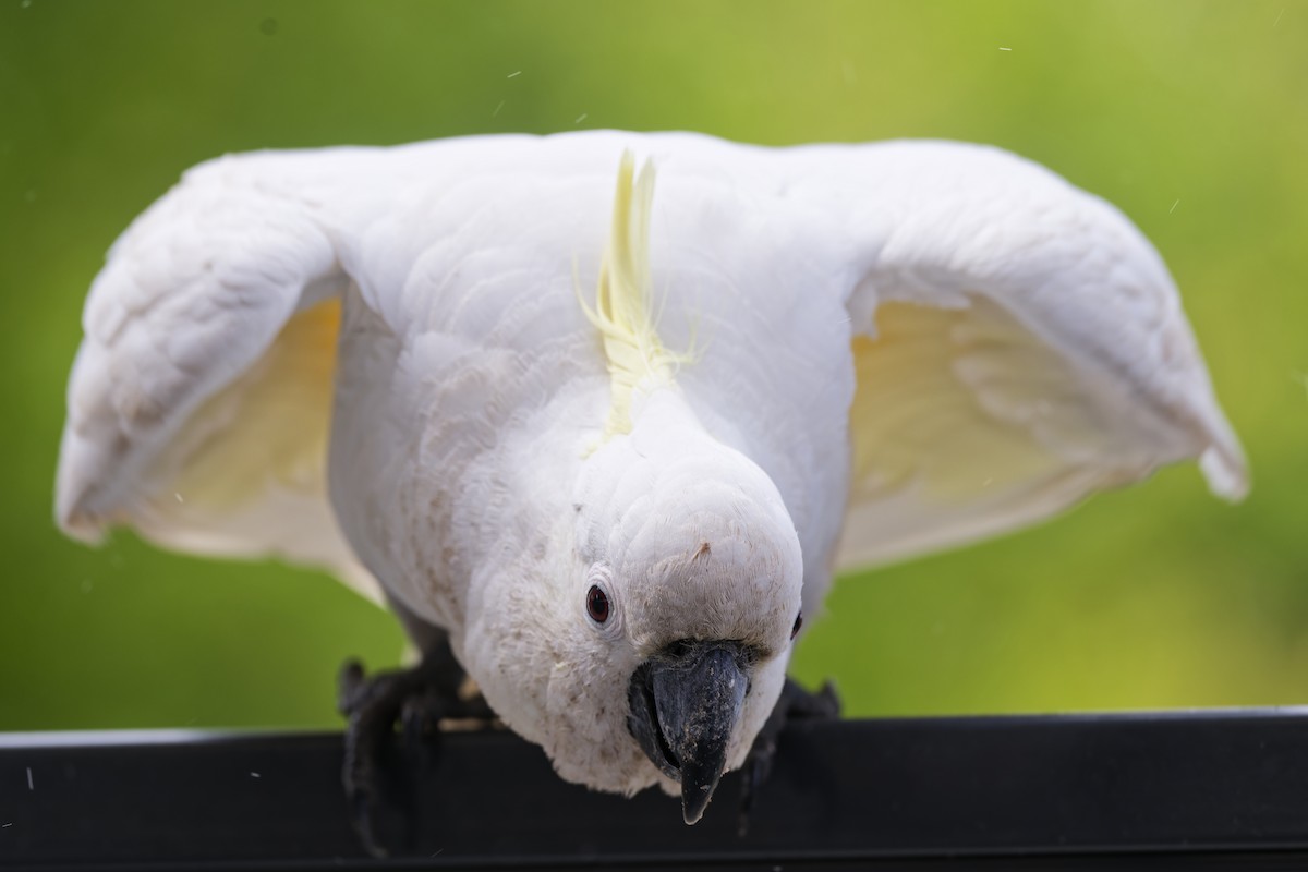 Sulphur-crested Cockatoo - ML646353858