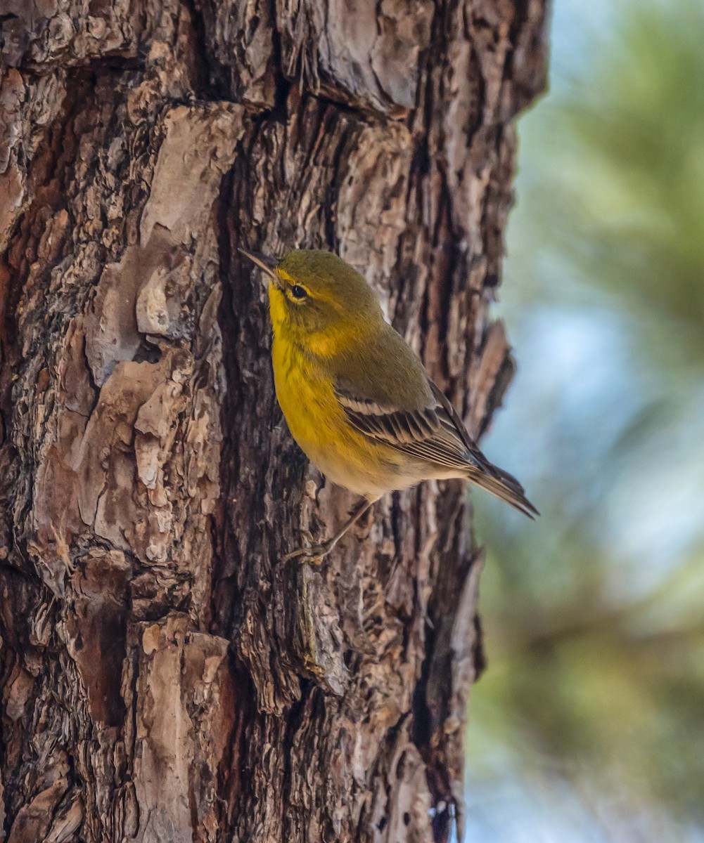 Pine Warbler - ML646353859