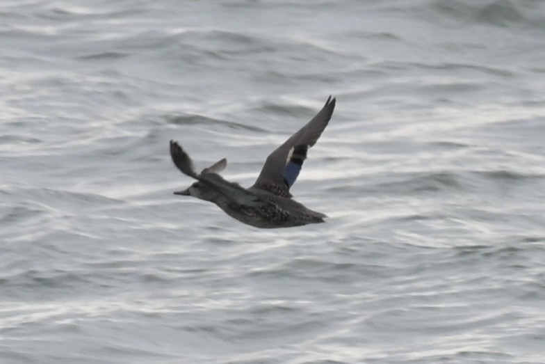 Green-winged Teal - ML646353860