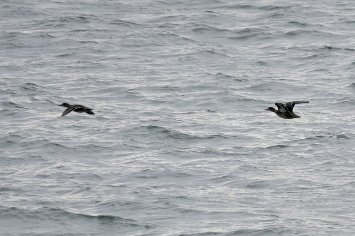 Green-winged Teal - ML646353861