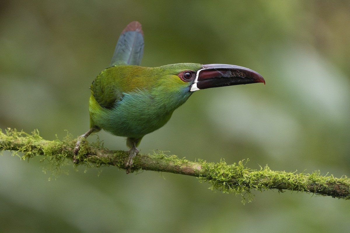 Crimson-rumped Toucanet - ML646353862