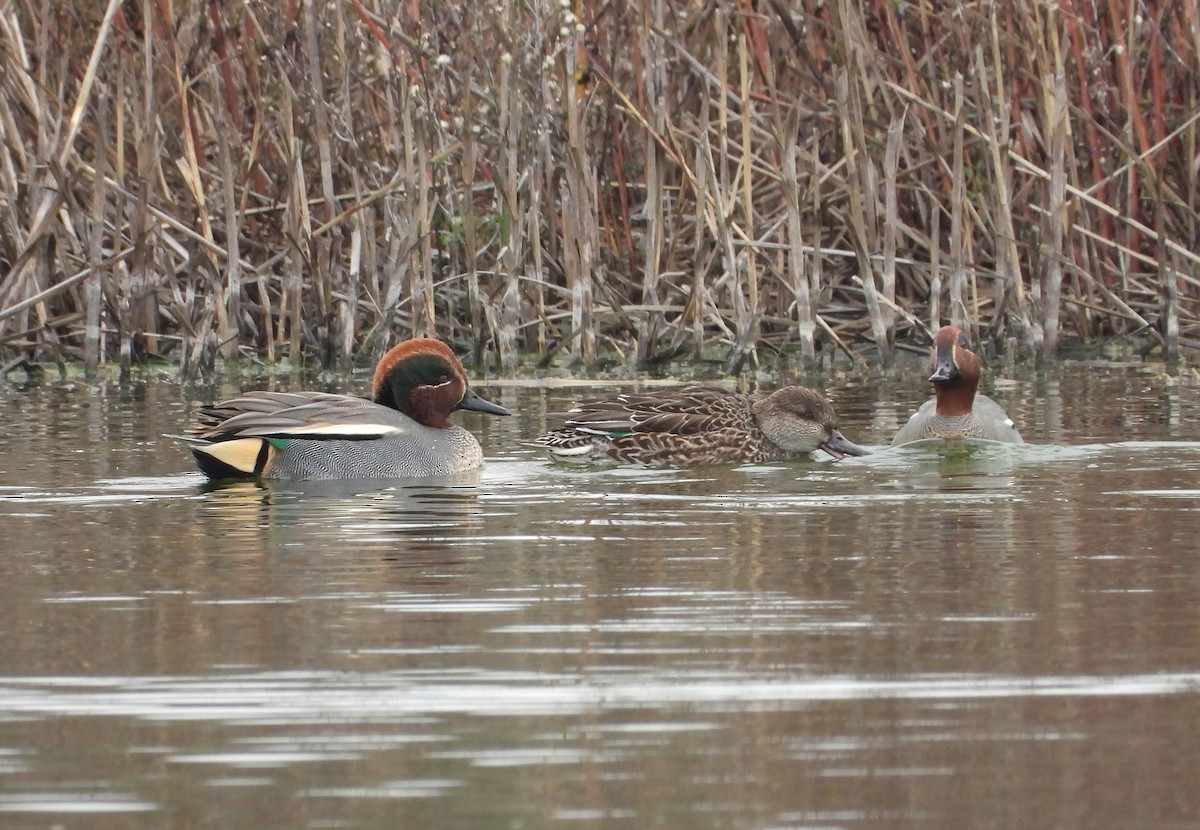 Green-winged Teal - ML646353863