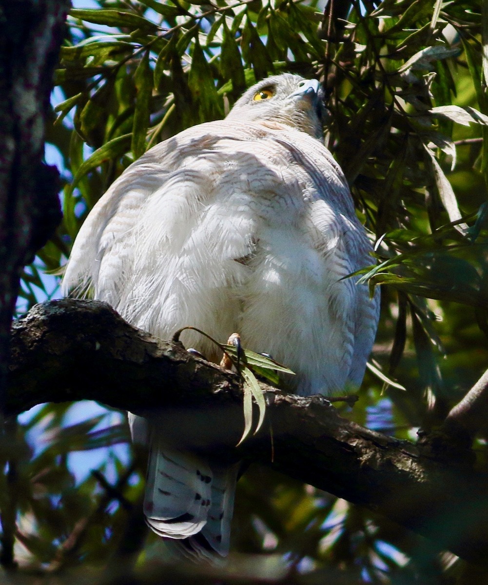 褐耳鷹 - ML646353864