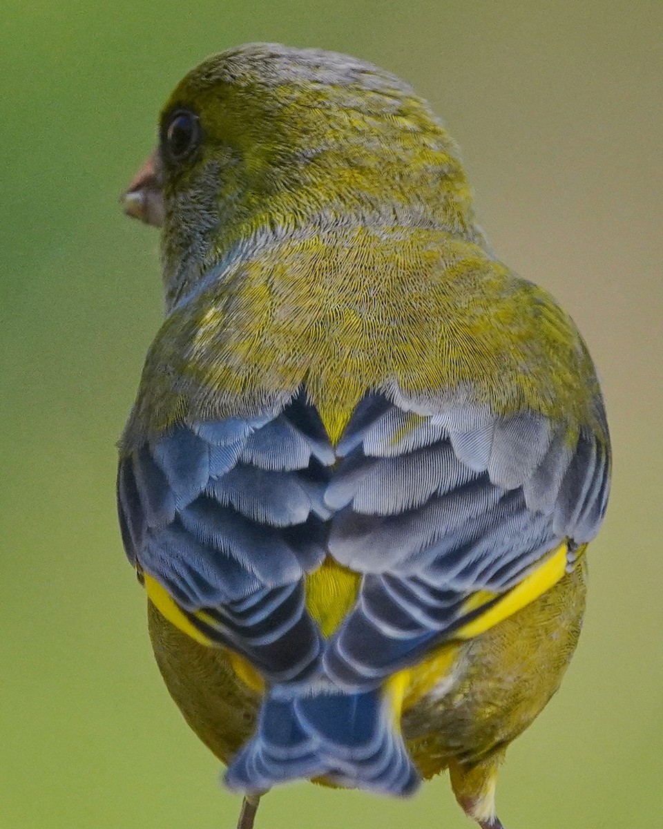 Verdone - ML646353865