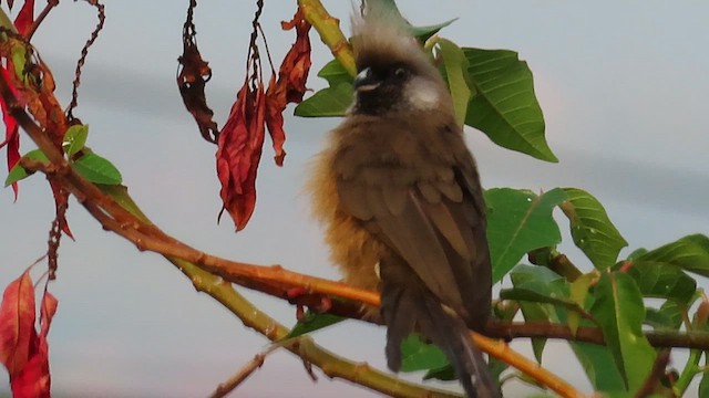 Yazılı Farekuşu - ML646353866