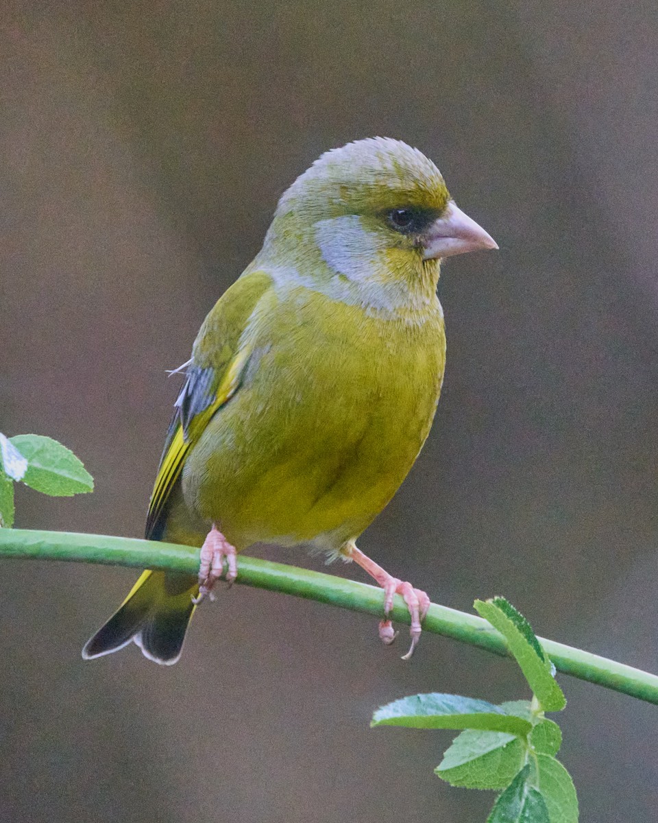 Verdone - ML646353868