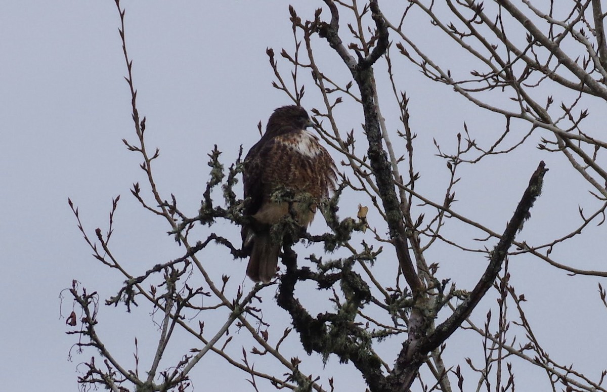 káně rudochvostá (ssp. calurus/alascensis) - ML646353869