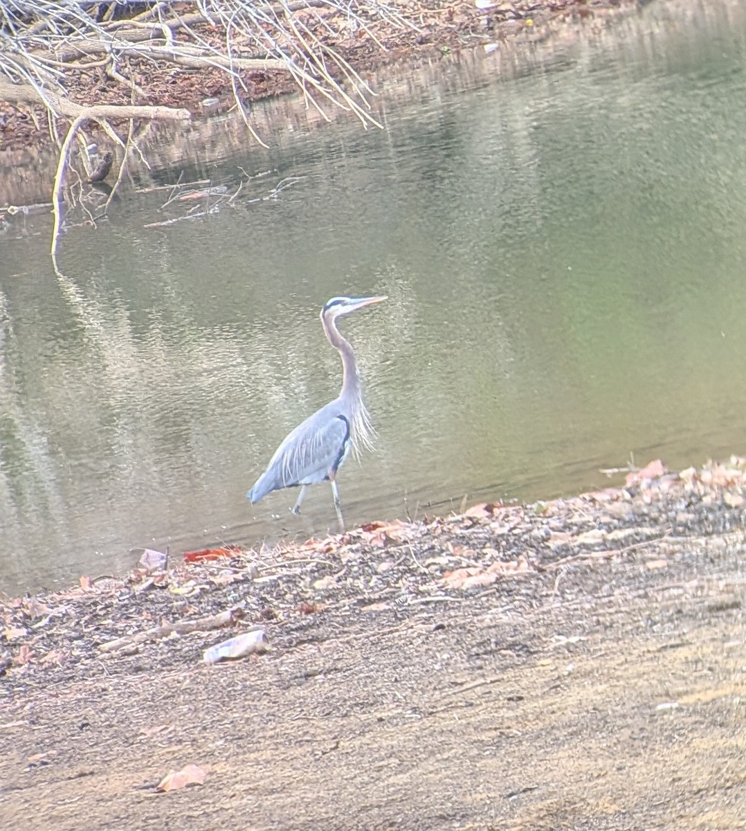 Great Blue Heron - ML646353872