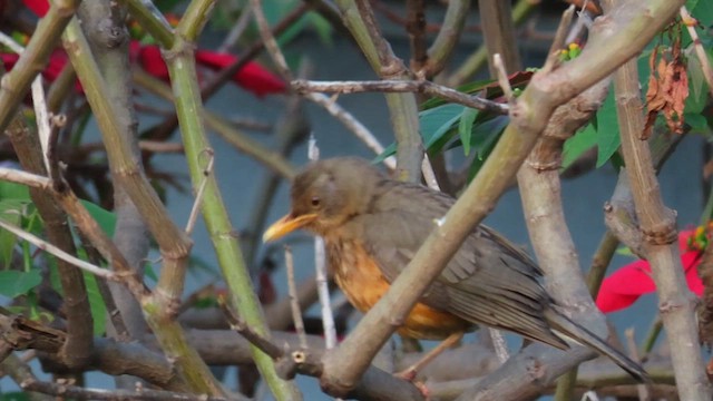 Afrika Ardıcı - ML646353873