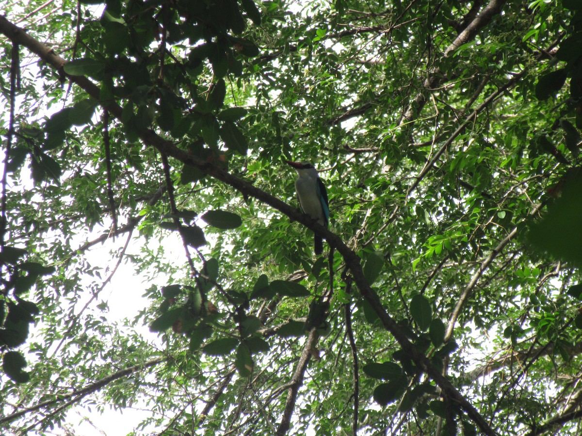 Woodland Kingfisher - ML646353874