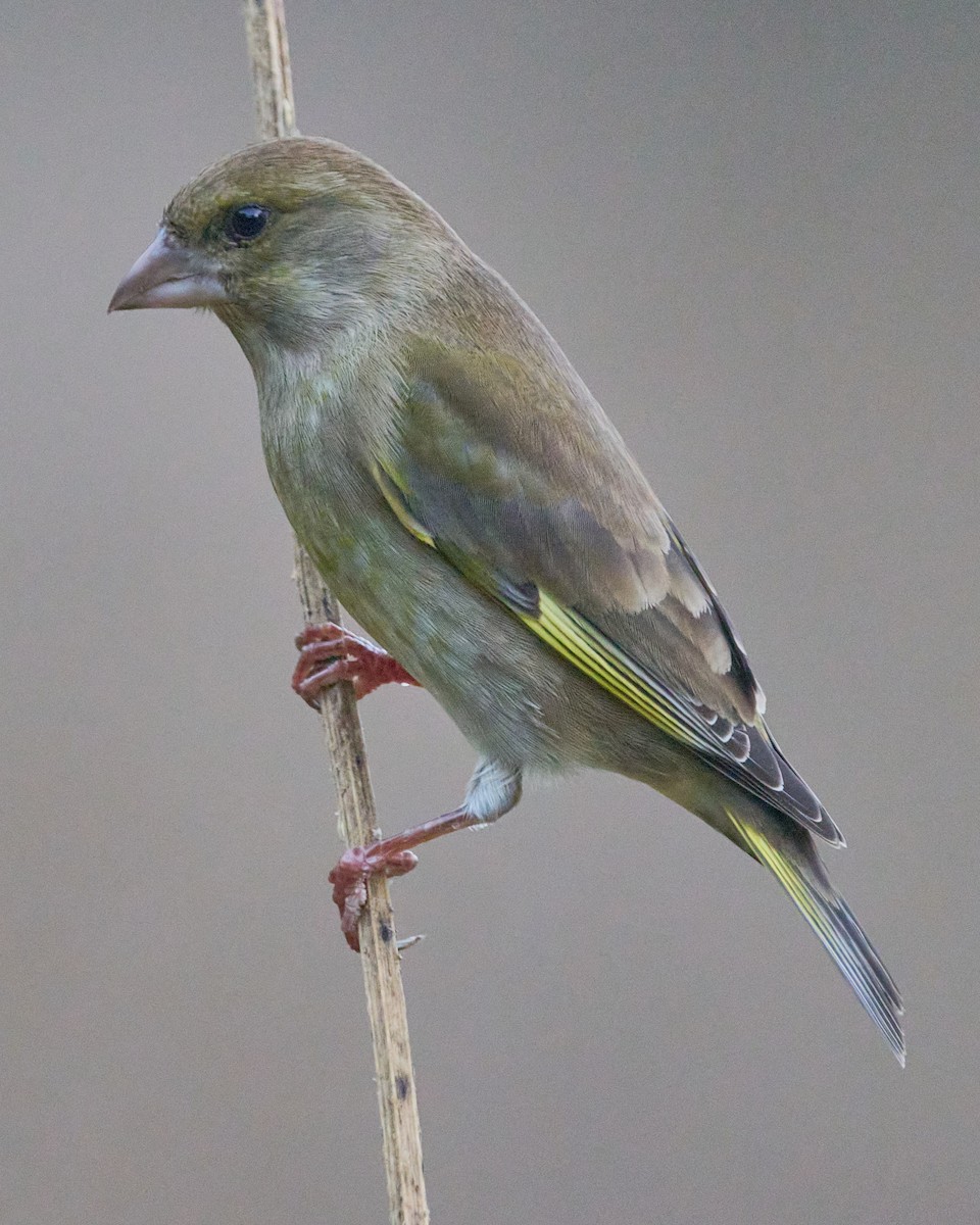 Verdone - ML646353876