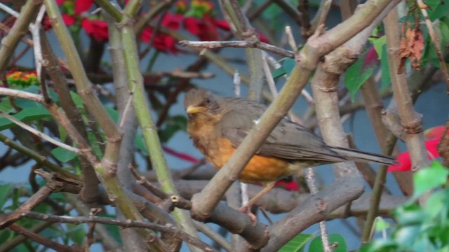 Afrika Ardıcı - ML646353877