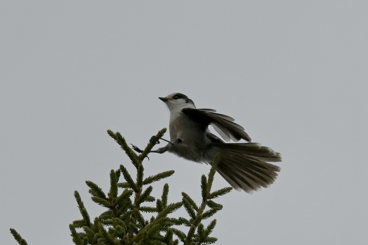 Canada Jay - ML646353878