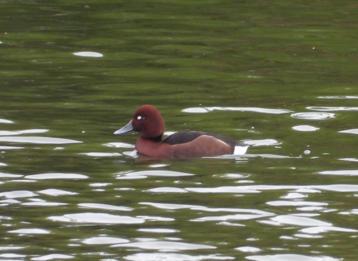 Ferruginous Duck - ML646353879