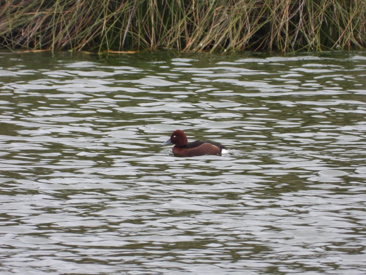 Ferruginous Duck - ML646353883