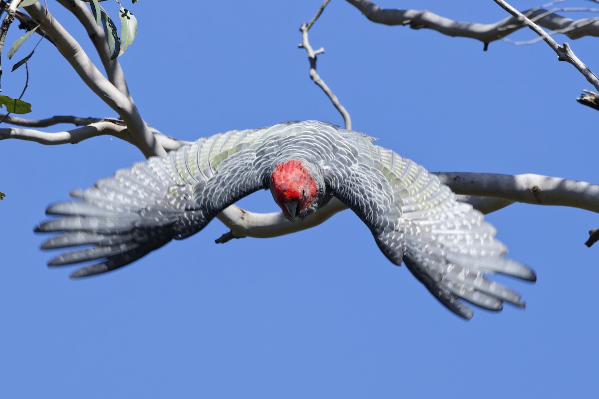 Gang-gang Cockatoo - ML646353885