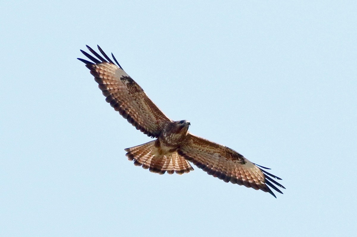 歐亞鵟 - ML646353886