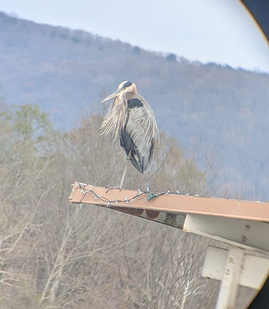 Great Blue Heron - ML646353888