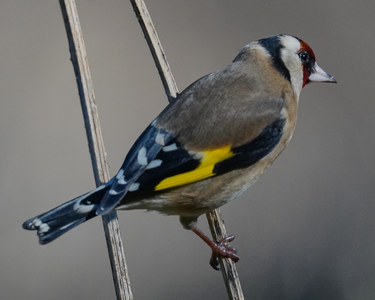 Cardellino - ML646353889