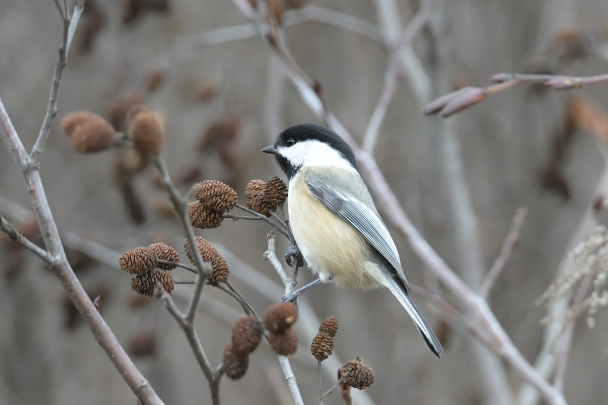 Гаїчка світлокрила - ML646353890